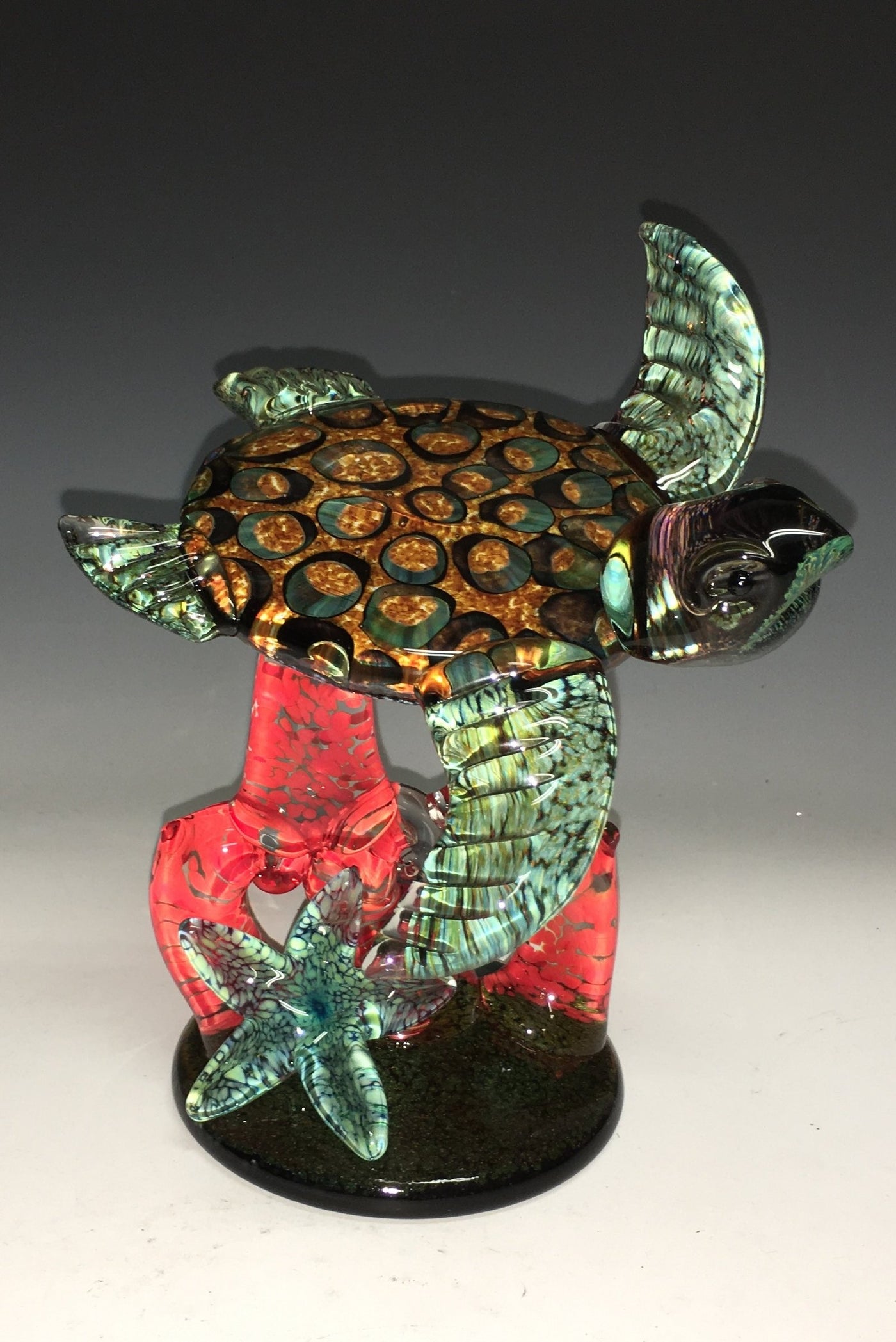 Small Amber Barnacle Turtle on Red Coral with Starfish
