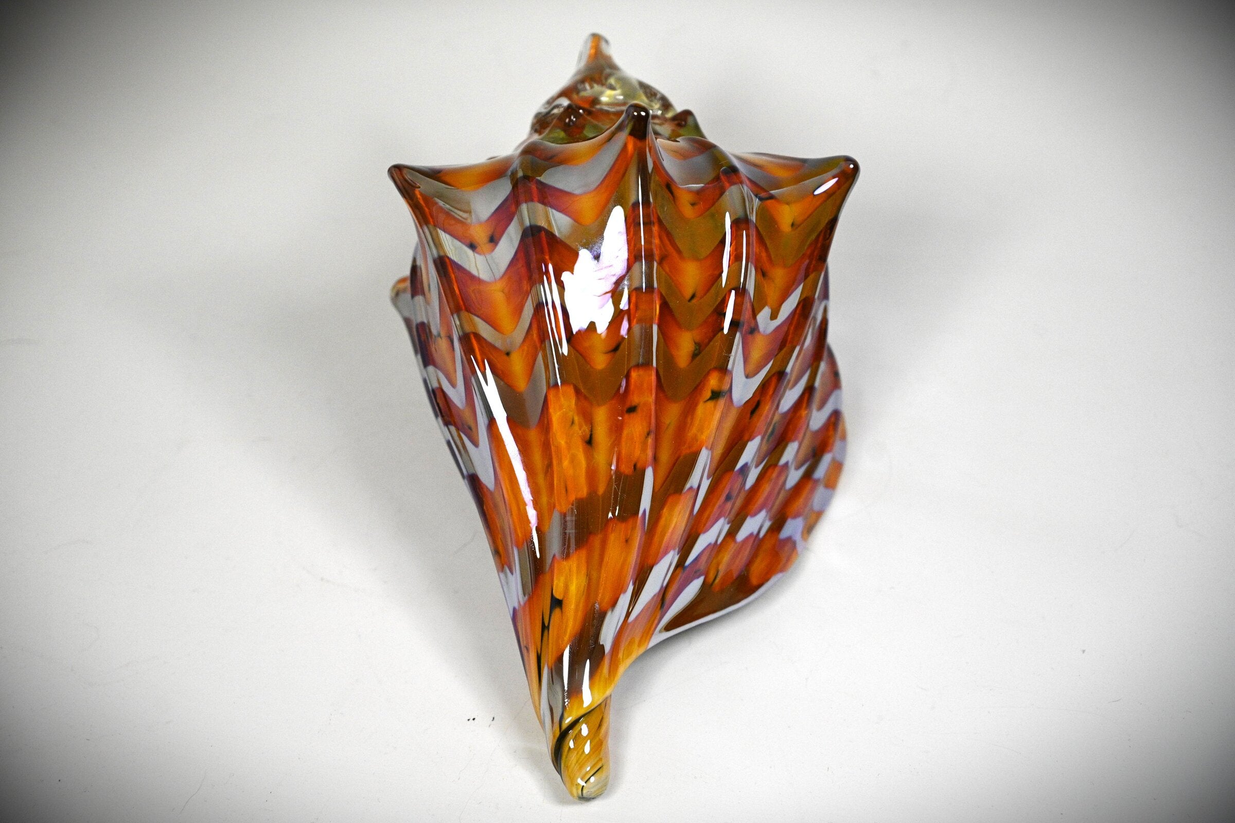 Two-Tone Amber Seashell