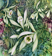 Vanilla Orchid and Melipona Bee
