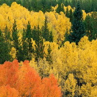 Colorado Fall