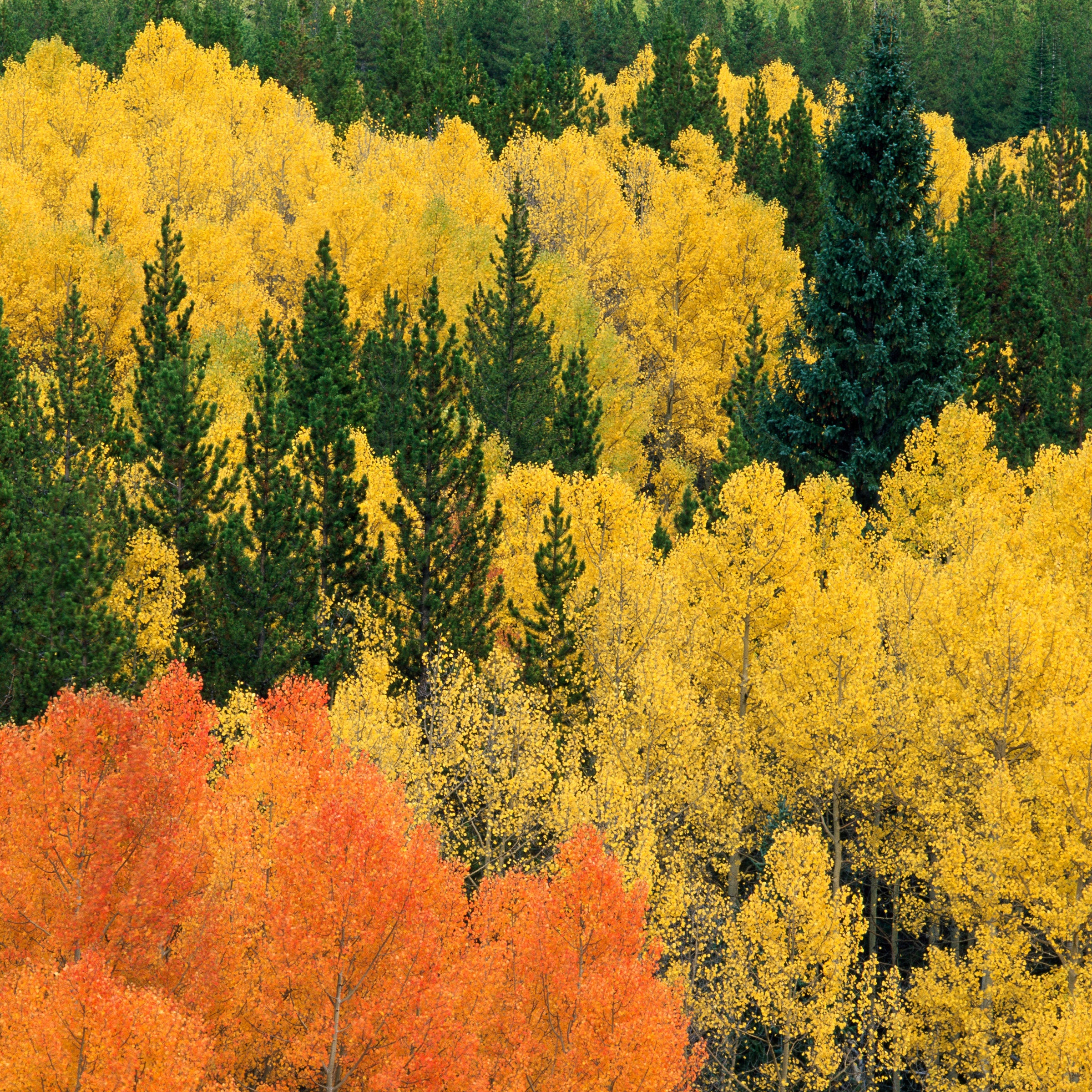 Colorado Fall