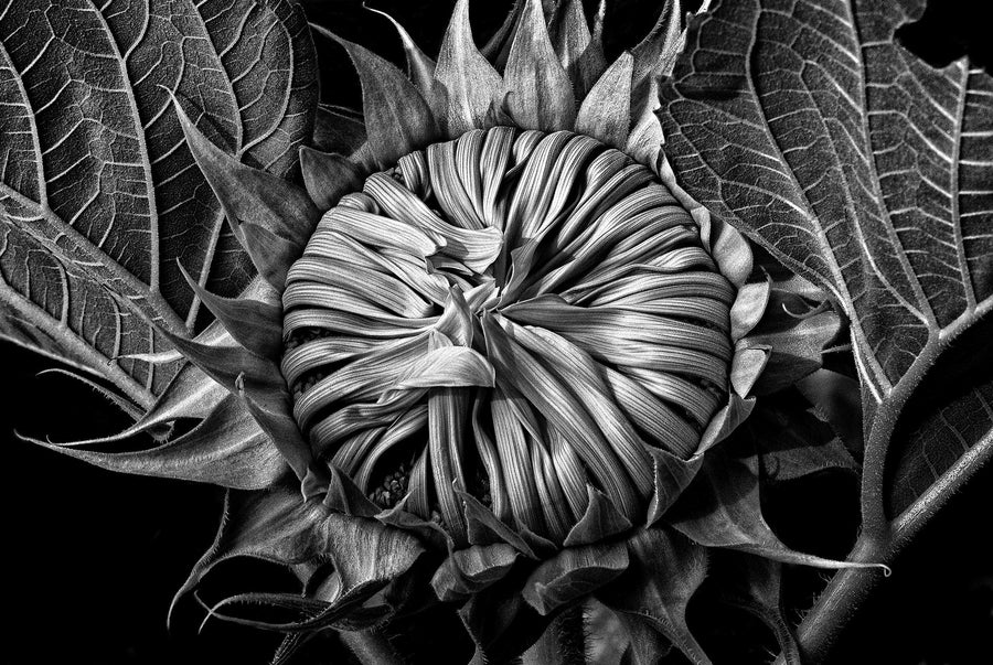 Sunflower New