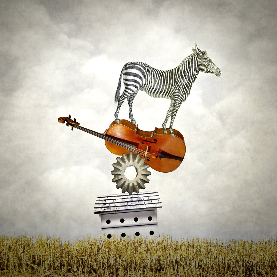 Balancing Zebra