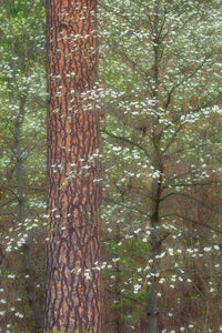 Pine and Dogwood
