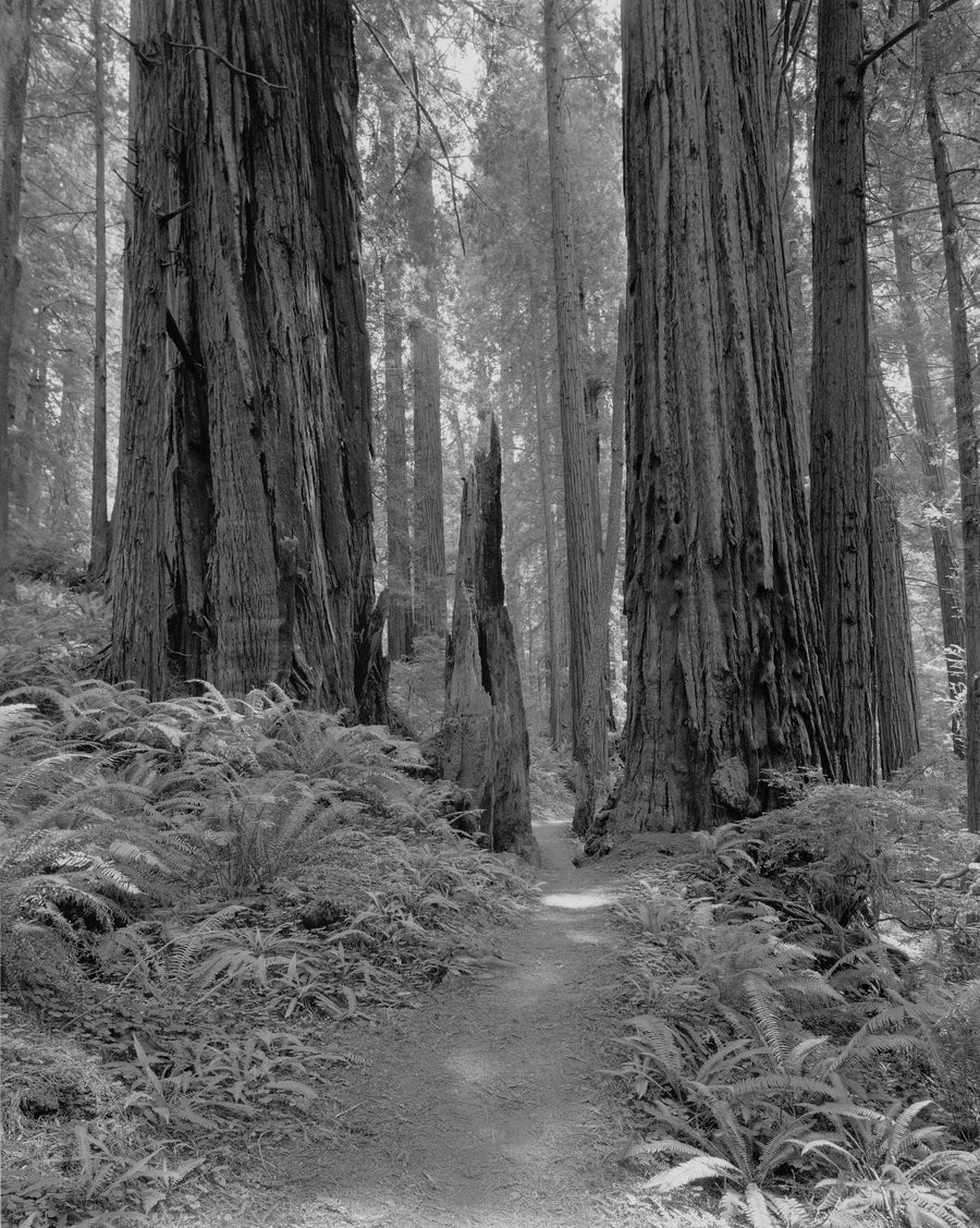 Northern Redwoods California