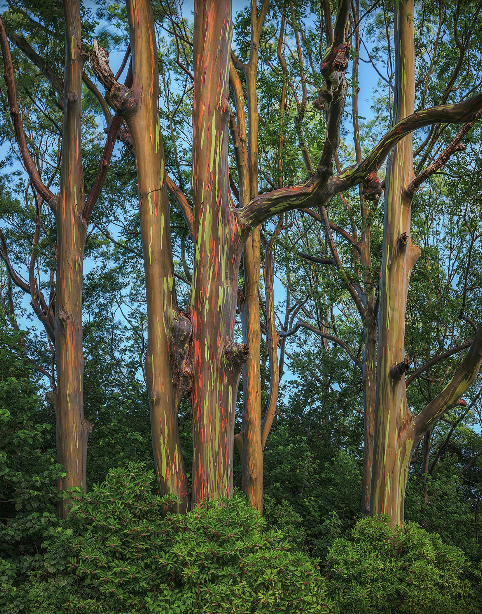 Painted Forest I