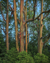 Painted Forest I