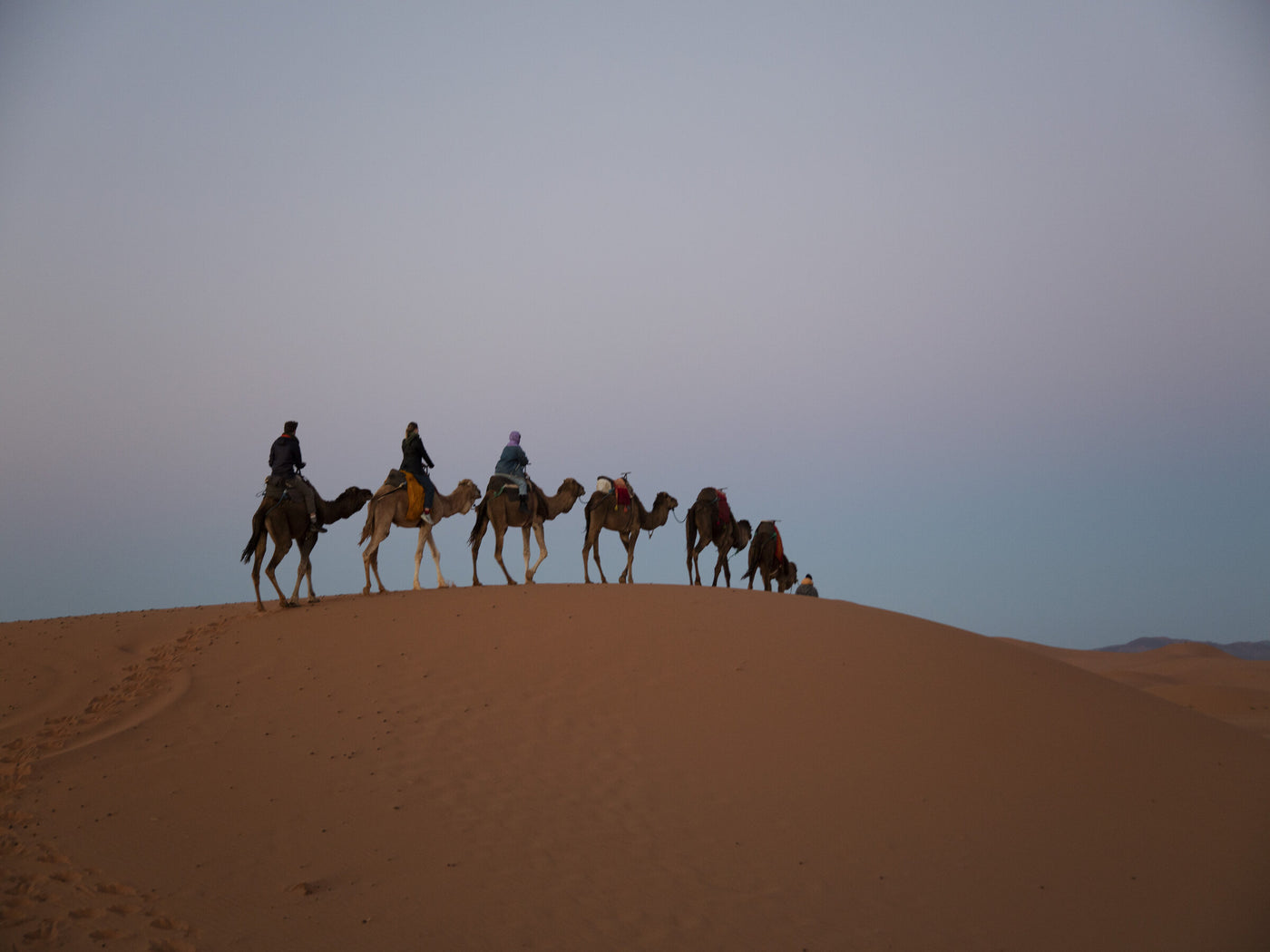 Camels in Morocco