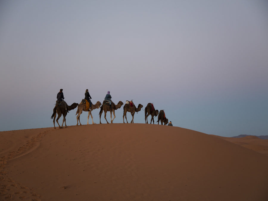 Camels in Morocco