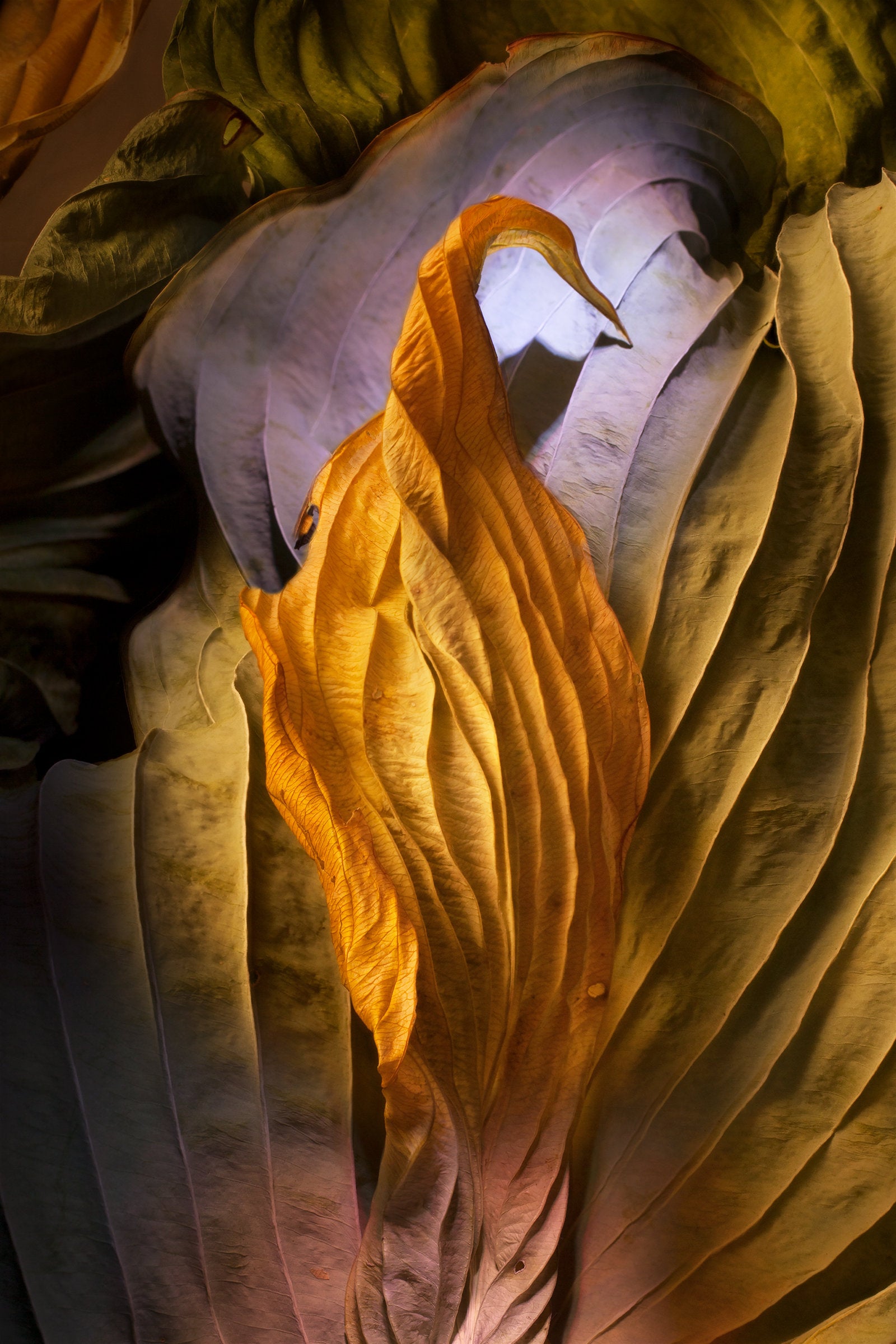 Hosta Leaf