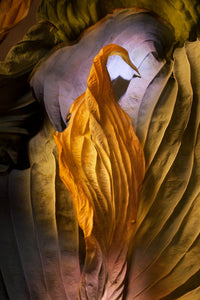 Hosta Leaf