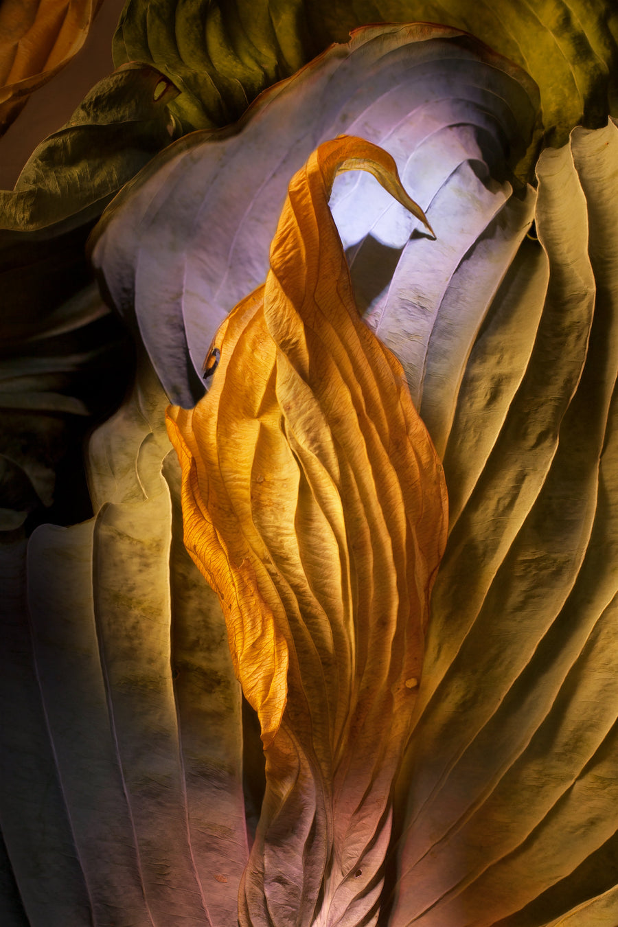 Hosta Leaf