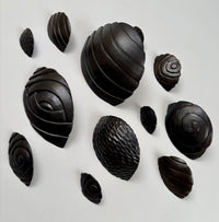 Night Chitons