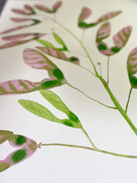 Love Helicopter Seed Pods