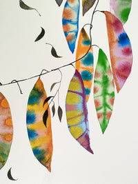 Kentucky Coffee Tree 2