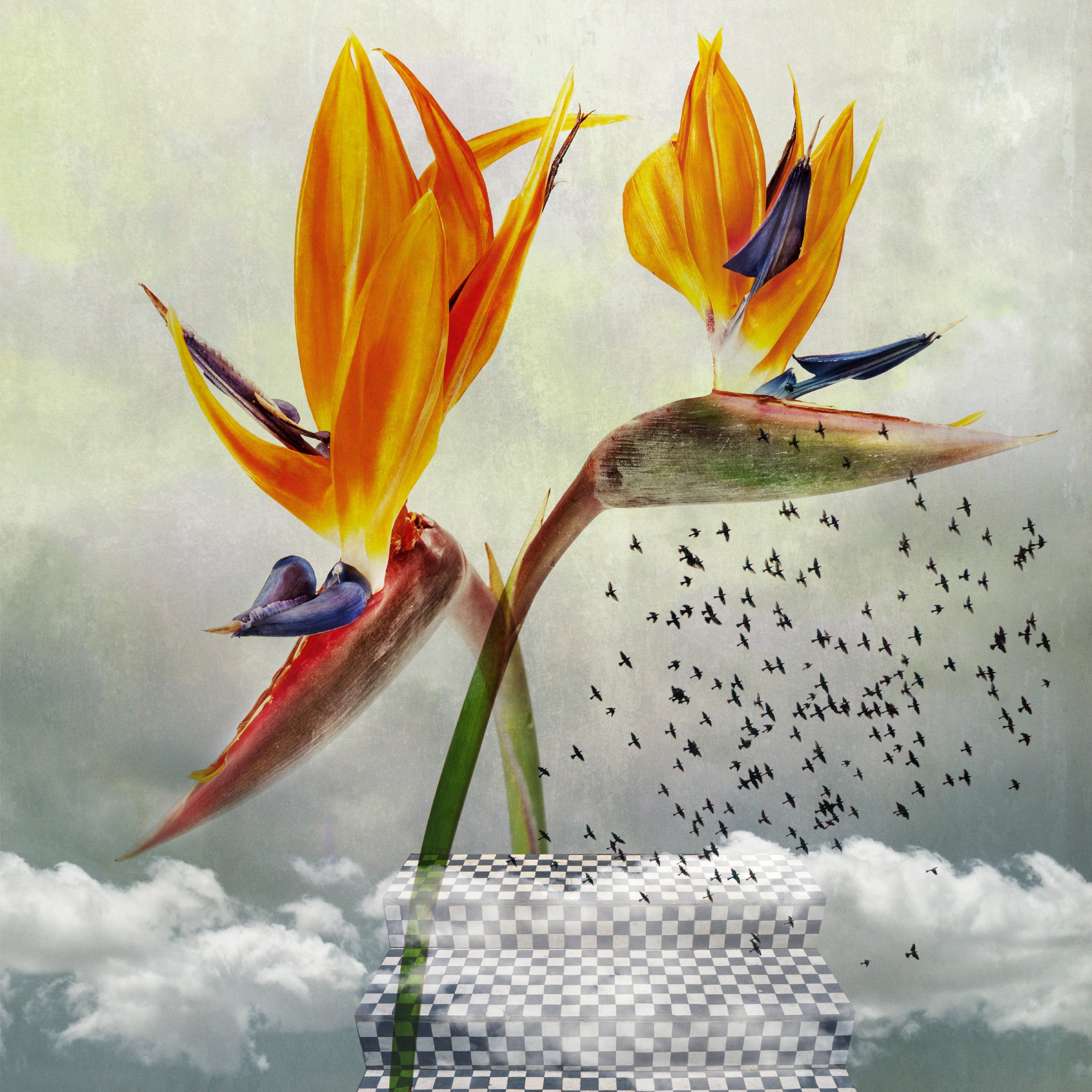 Bird of Paradise