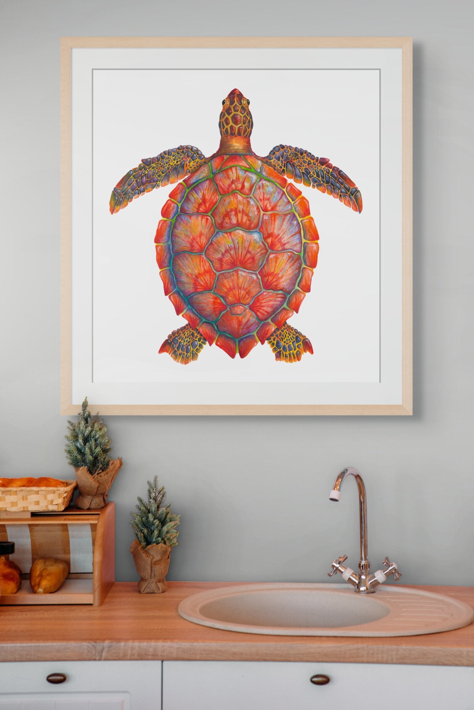 Red Sea Turtle - Chelonia Mydas