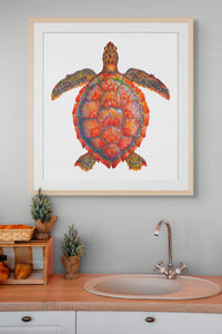 Red Sea Turtle - Chelonia Mydas
