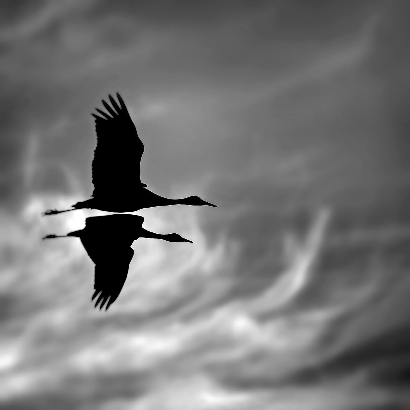 Two Sandhill Cranes