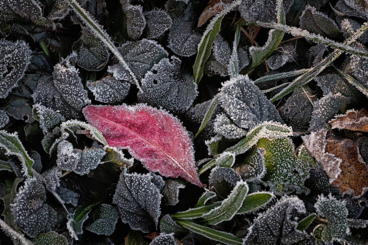 Hoar Frost