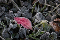 Hoar Frost