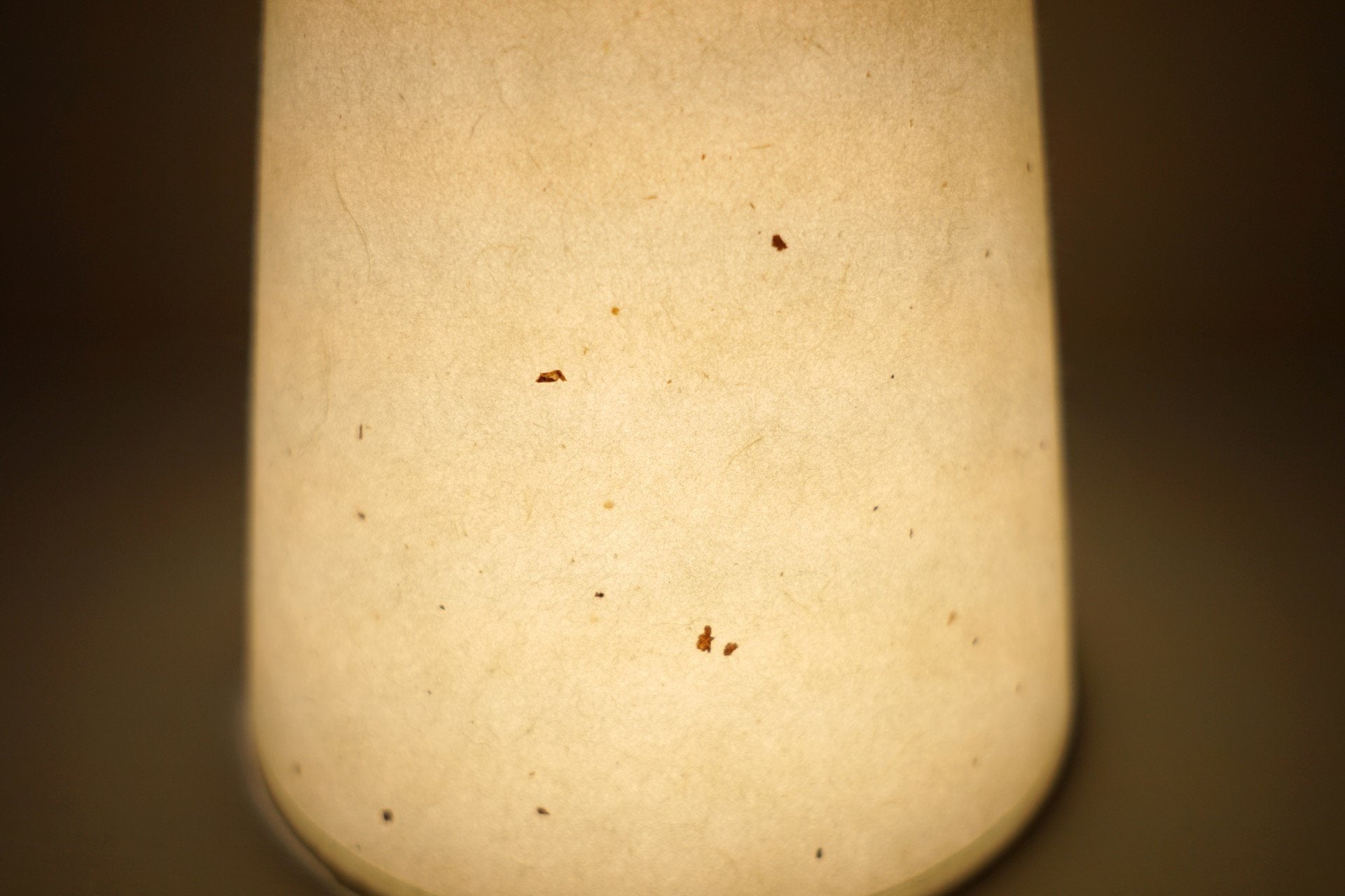 Bent Table Lamp in Walnut
