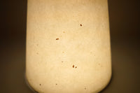 Bent Table Lamp in Walnut