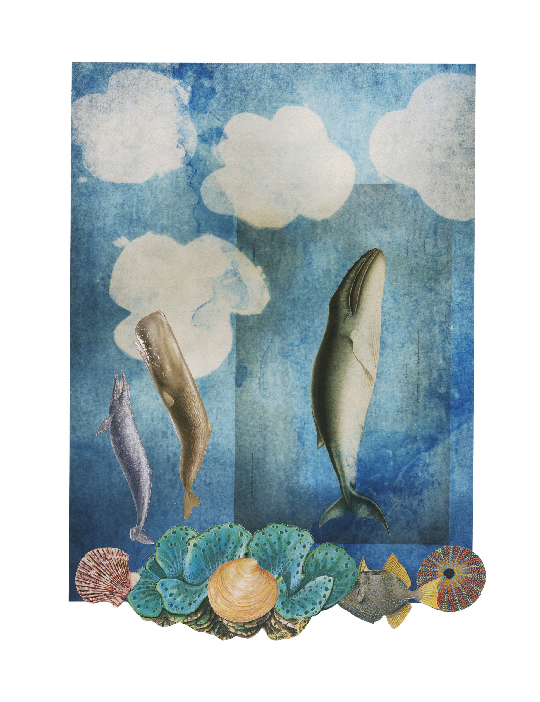 Resting Whale 1