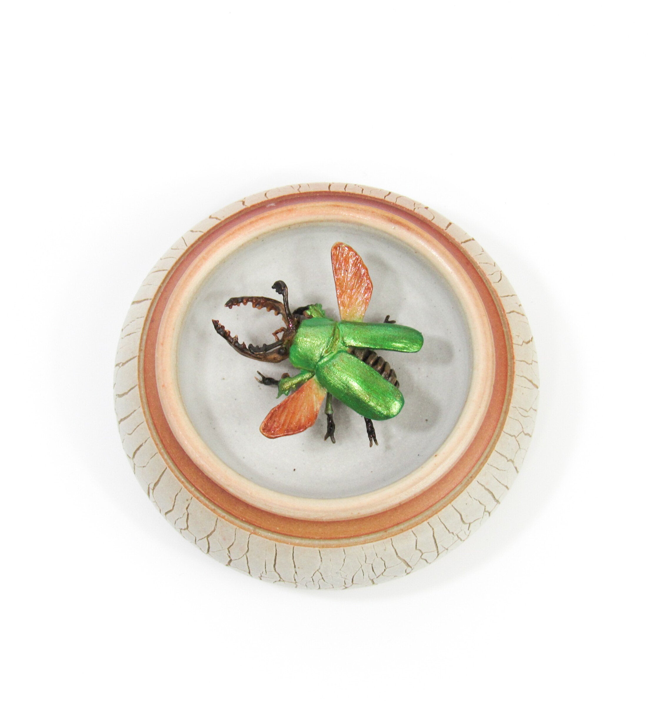 Jeweled Sawtooth Stag Beetle