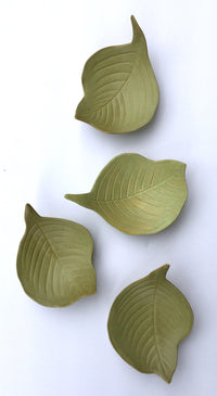 Dogwood Blossoms and Leaves