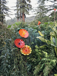 top to bottom: Orange with yellow stamen, Red with Black Stamen, orange/yellow with red stamen