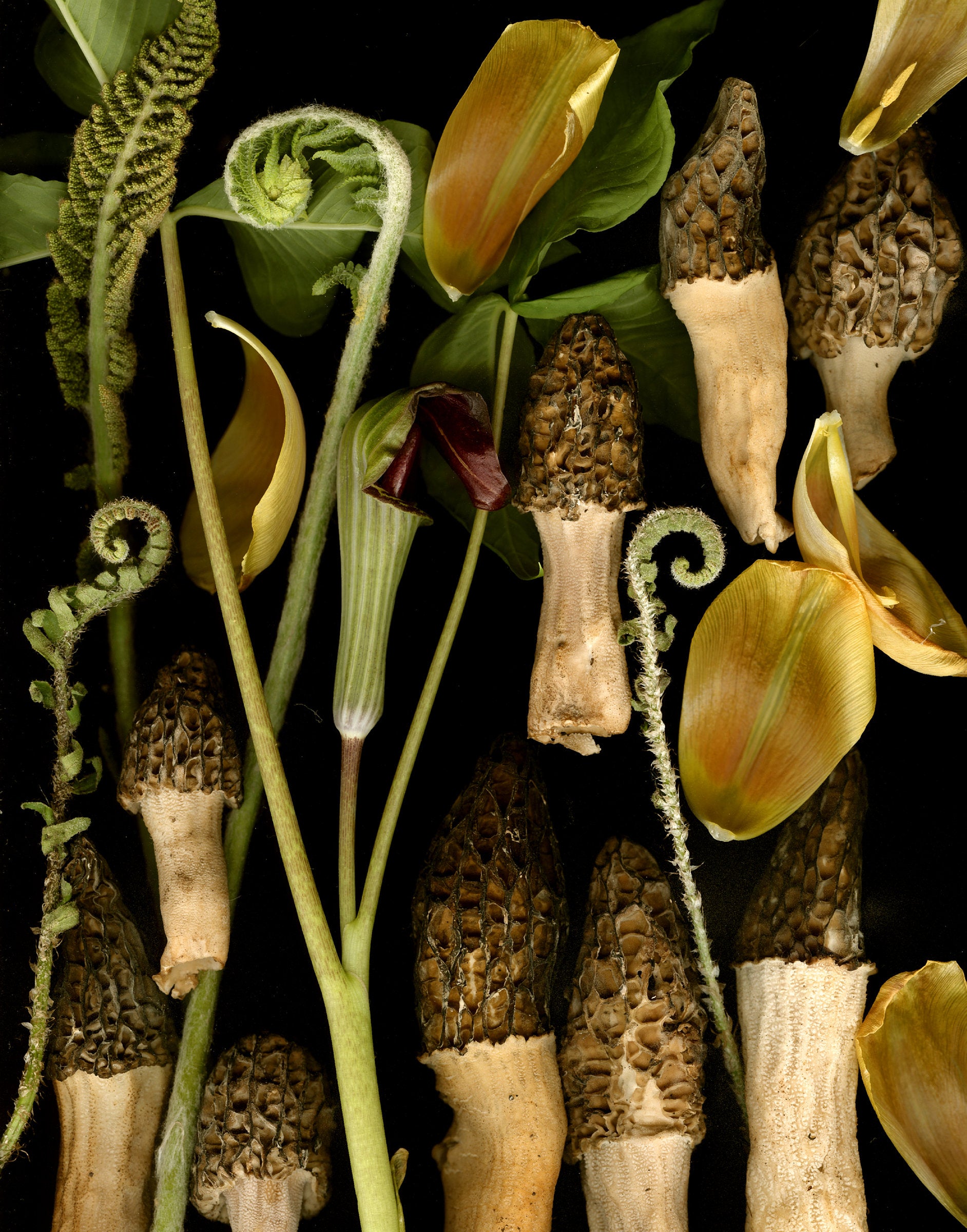 Morels with Tulip Petals