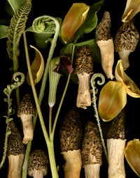 Morels with Tulip Petals
