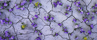 Desert Flowers