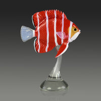 Peppermint Angelfish