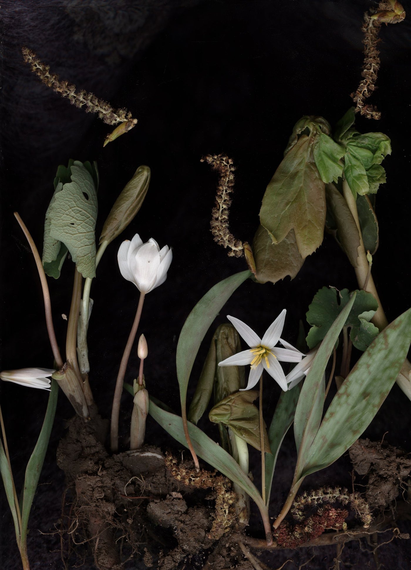 Bloodroot Diorama