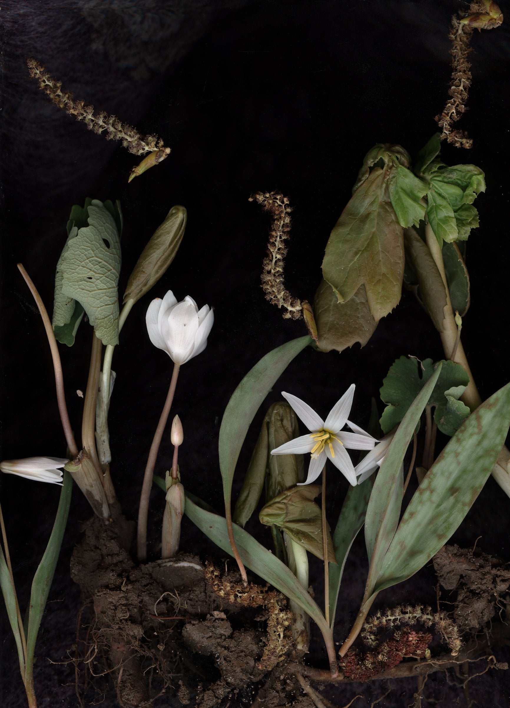 Bloodroot Diorama