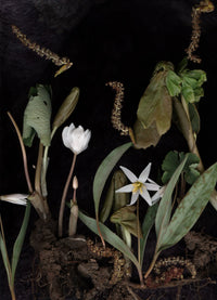 Bloodroot Diorama
