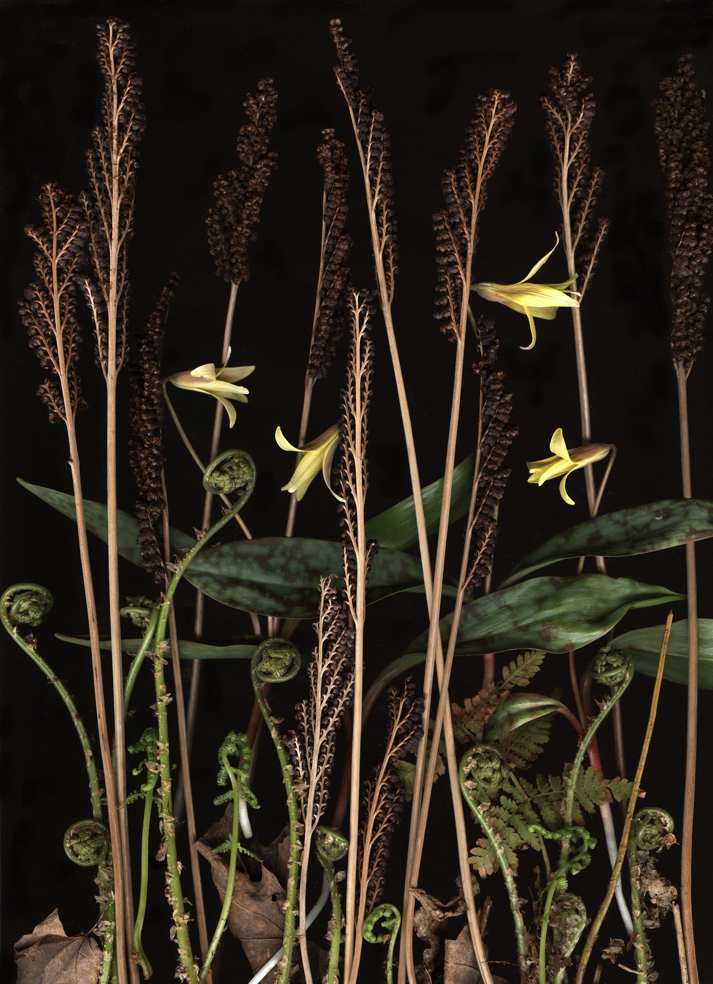 Troutlily Diorama
