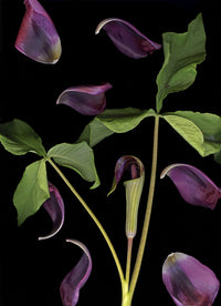 Jack-in-the-Pulpit with Tulip Petals II