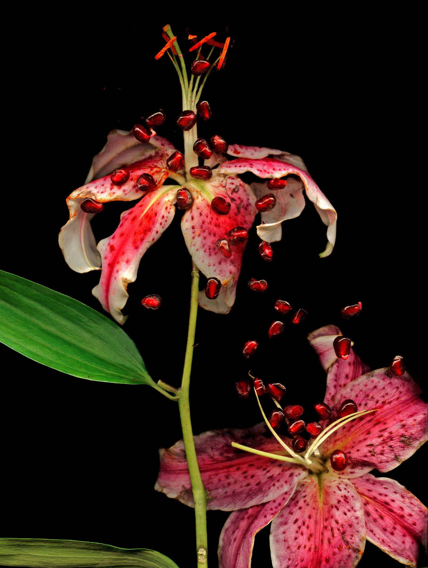 Daylily with Pomegranate Seeds