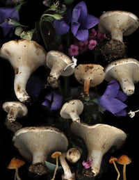 Lactarius Mushrooms with Bellflowers