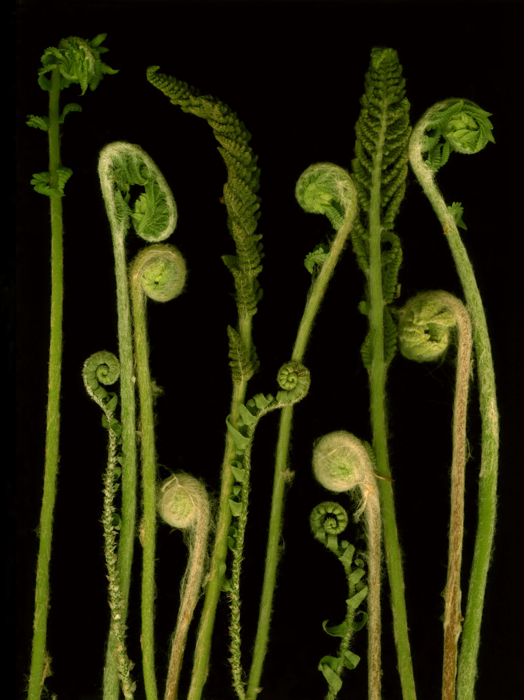 Fiddleheads