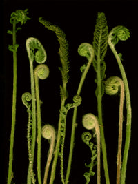 Fiddleheads