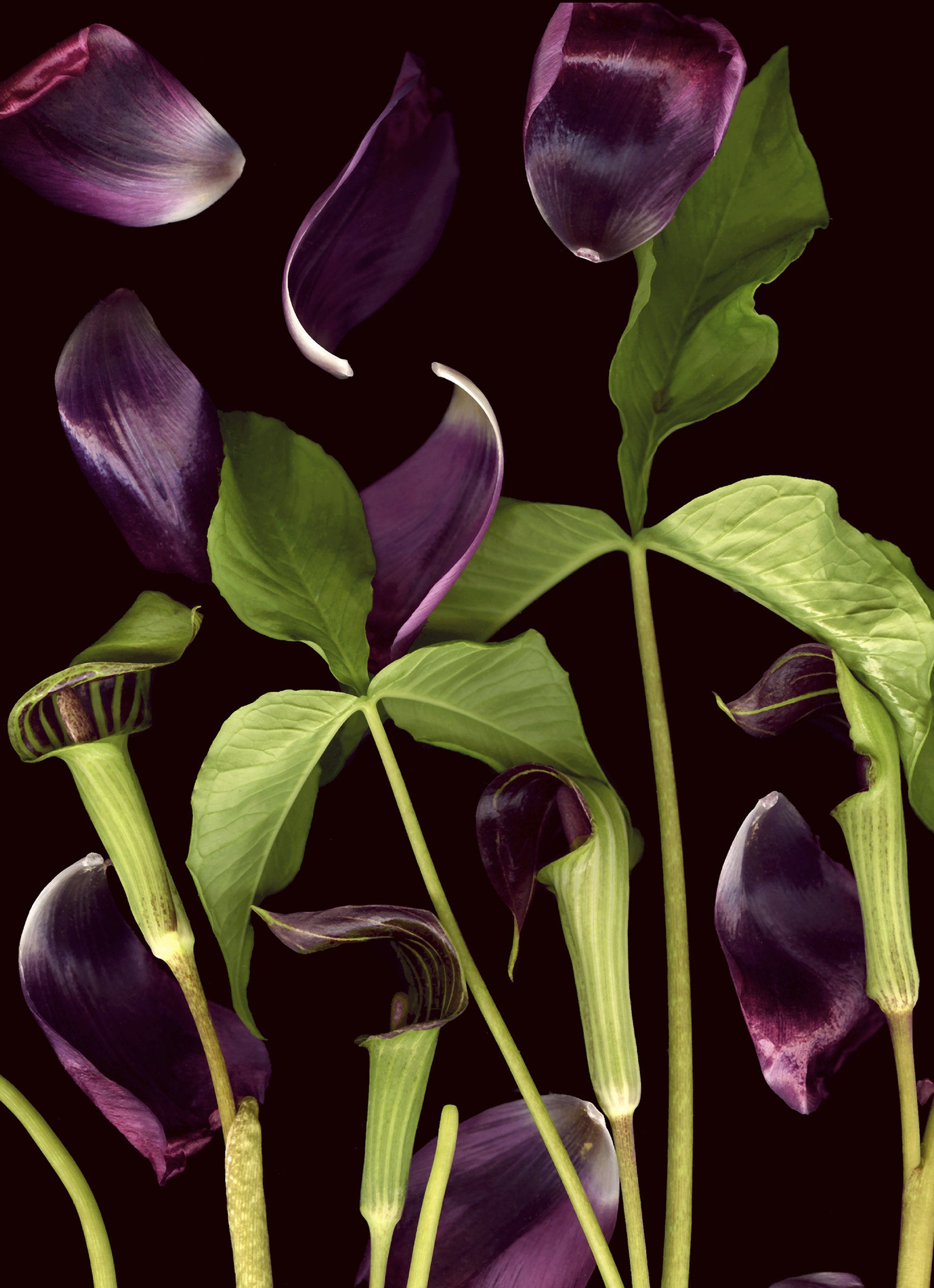 Jack-in-the-Pulpit with Tulip Petals