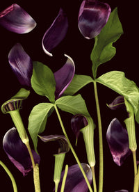 Jack-in-the-Pulpit with Tulip Petals