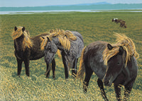 Fallegir Hestar (Beautiful Horses)