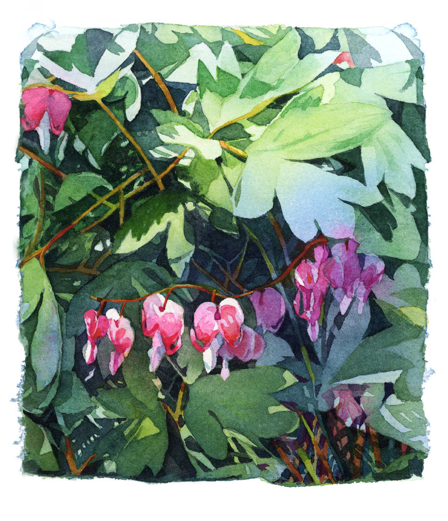 Bleeding Hearts
