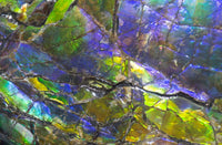 Ammolite 1