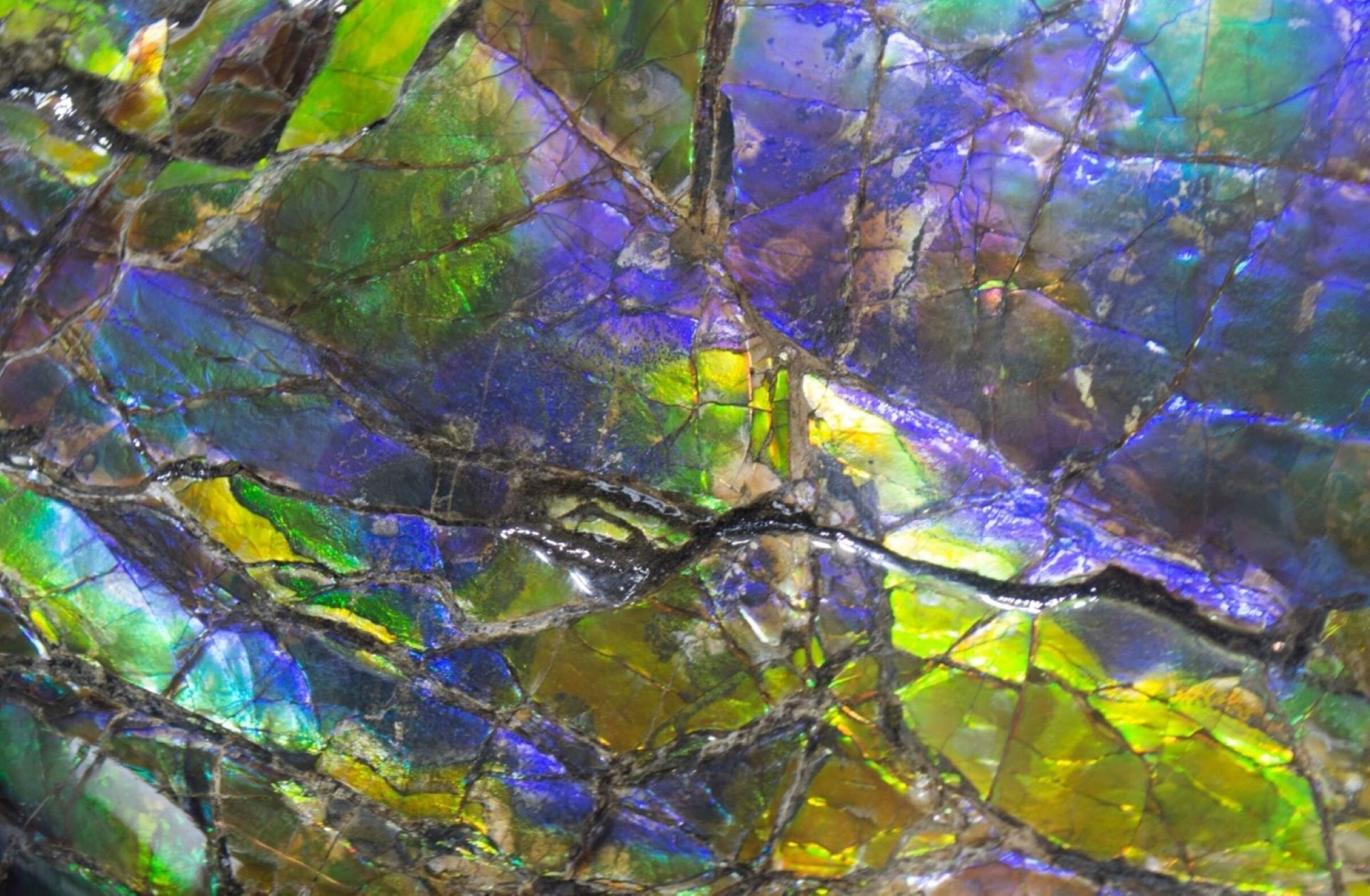 Ammolite 1